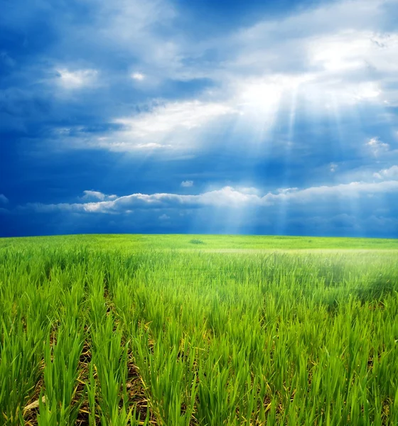 Spring field in a rays of sun — Stock Photo, Image