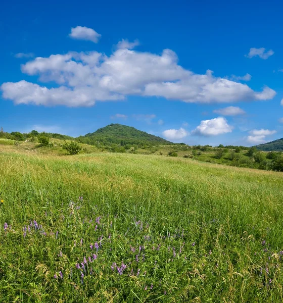 stock image Nice green field