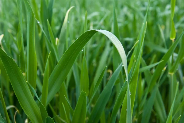 Closeup green grass in a water drops — Stock Photo, Image