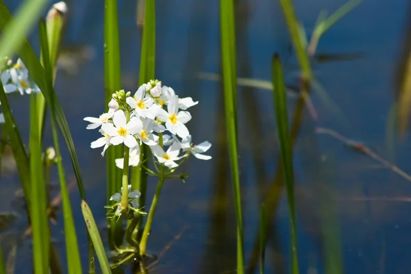 stock image Beautiful water flowers