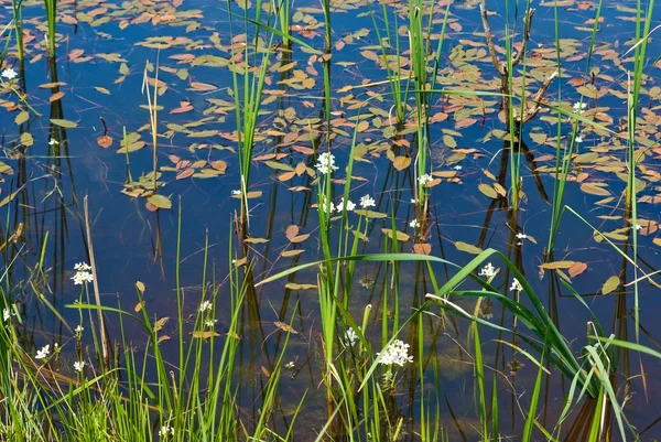 Mooie water flora achtergrond — Stockfoto