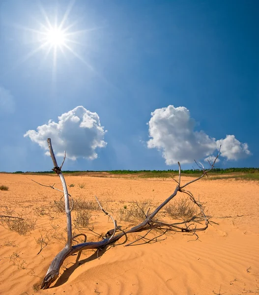 Droge tak in een zand woestijn — Stockfoto