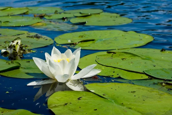 Beautiful white water lily — Stock Photo, Image