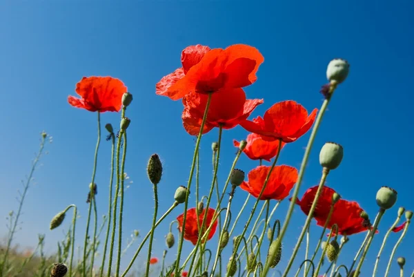Red poppys — Stock Photo, Image