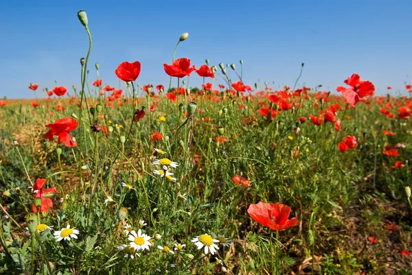 Red poppy and white camomile — Stock Photo, Image