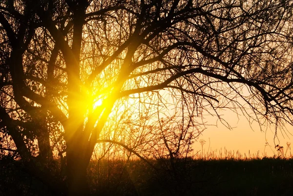 Вечернее солнце пробивает ветви деревьев — стоковое фото