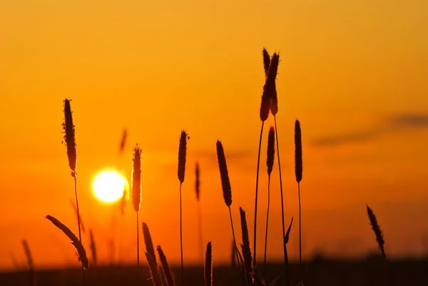 Zonsondergang in een steppe — Stockfoto