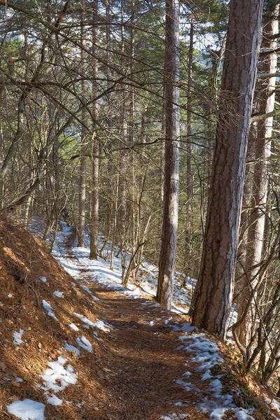 Forêt printanière de pins — Photo