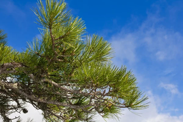 De vertakking van de beslissingsstructuur van Pine op een blauwe hemelachtergrond — Stockfoto