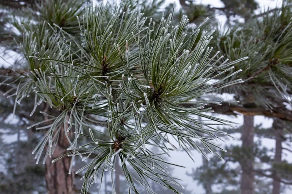 松の木の枝は雪の中で — ストック写真