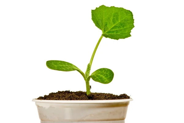 Closeup vibrant plant on a whitw background — Stock Photo, Image