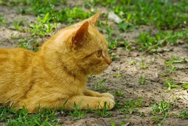Schöne rote Katze liegt auf einem grünen Gras — Stockfoto