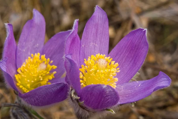 Nahaufnahme violette Blüten — Stockfoto