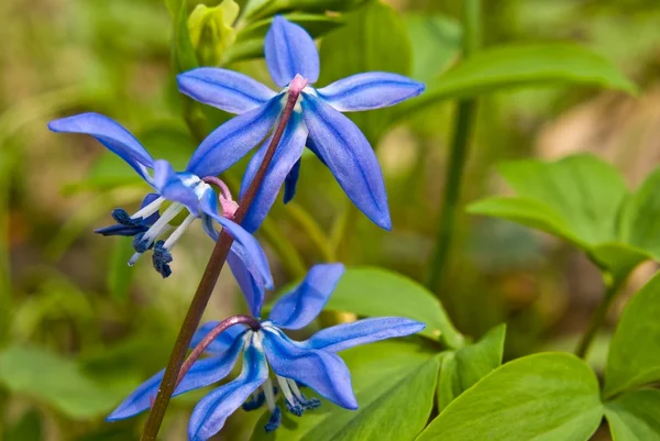 Closeup μπλε λουλούδια — Φωτογραφία Αρχείου