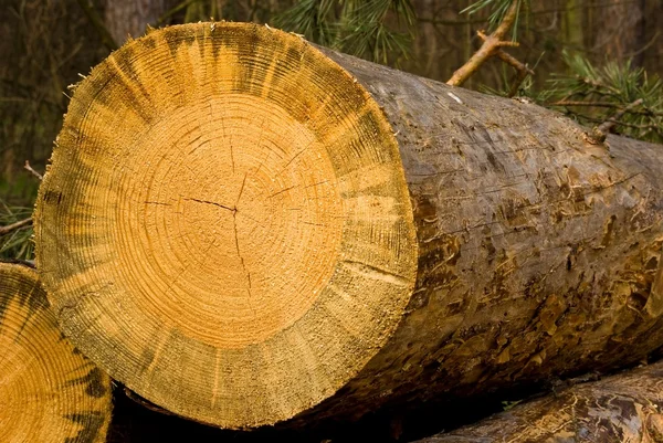 Деревянное бревно в лесу — стоковое фото