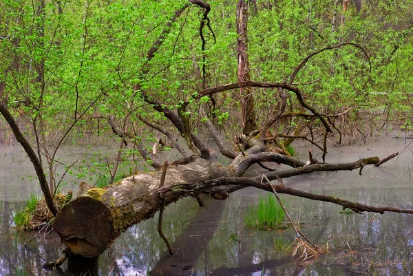Árbol tendido en un pantano — Foto de Stock