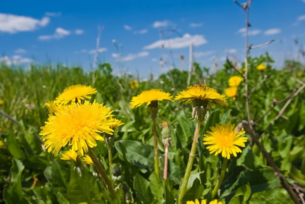 Yellow dandelion in a grass — Stock Photo, Image