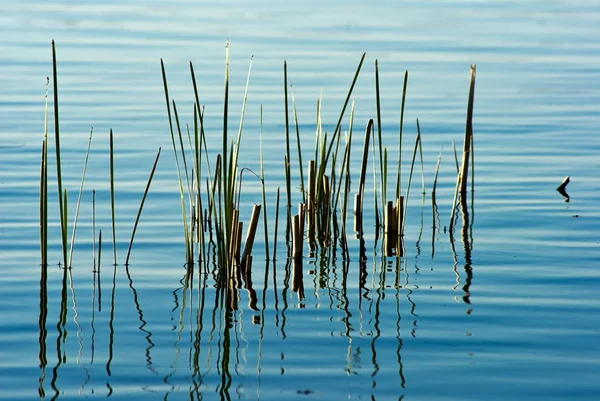 stock image Reed in a water