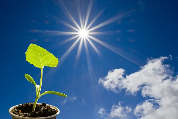 Green plant in a rays of sun — Stock Photo, Image