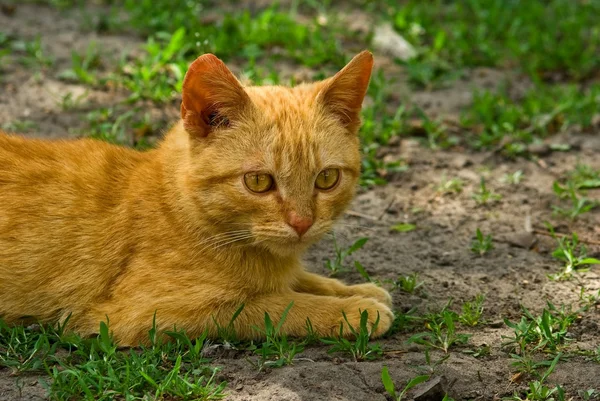 Rote Katze liegt im Gras — Stockfoto