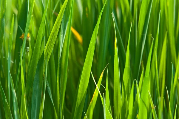 stock image Closeup green grass