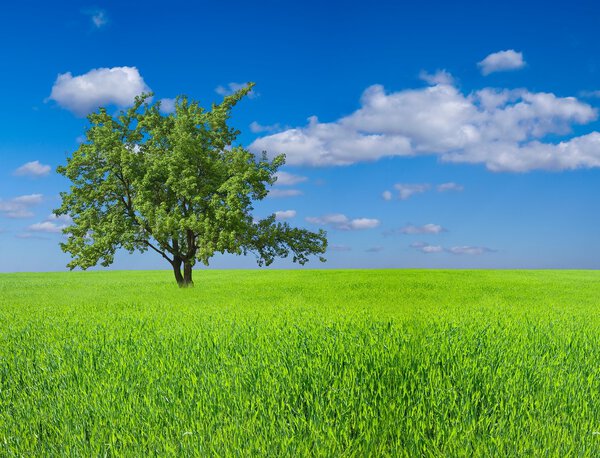 Green tree among a fields