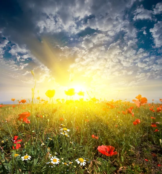 Fältet med blommor i en stigande solen strålar — Stockfoto