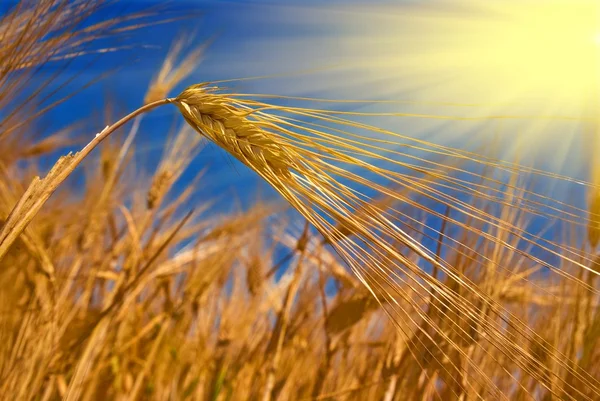 Letní pšeničné pole — Stock fotografie