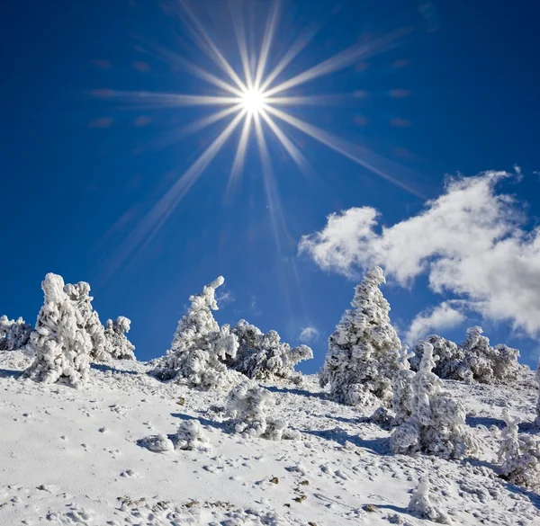 輝きの日冬の松の森 — ストック写真