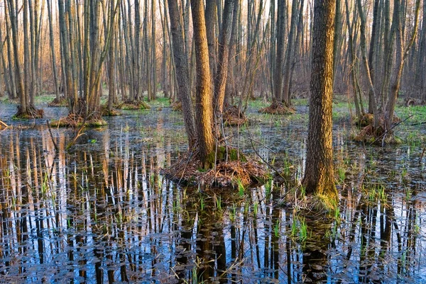 stock image Flooded spring forest