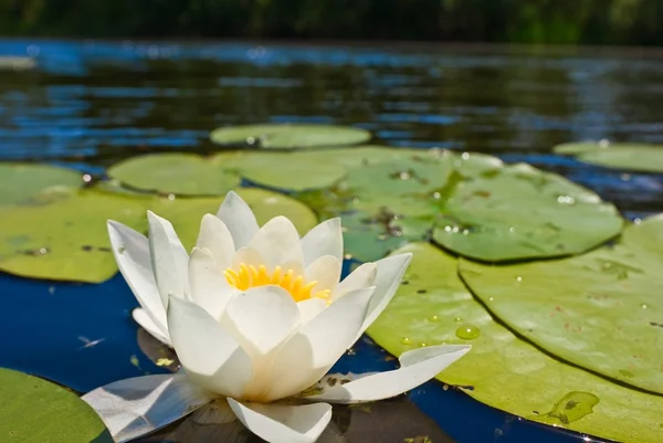 White lily on a lake — Stock Photo, Image