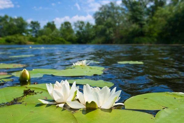 Sommer Fluss mit Lilien — Stockfoto