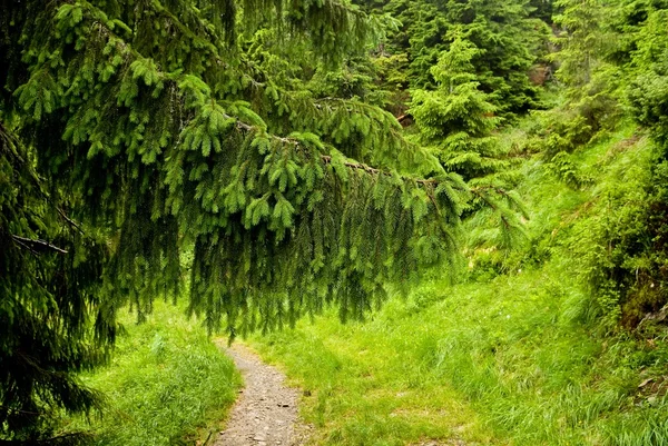 Зелений сосновий ліс — стокове фото