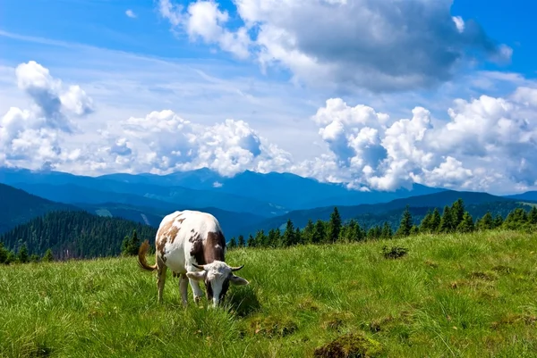 Kuh auf einer Alm — Stockfoto