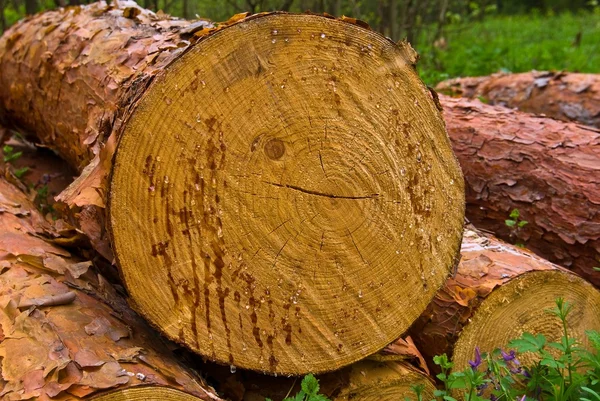 Un mucchio di tronchi in una foresta — Foto Stock