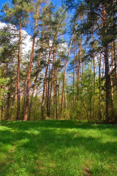 Весенний сосновый лес — стоковое фото