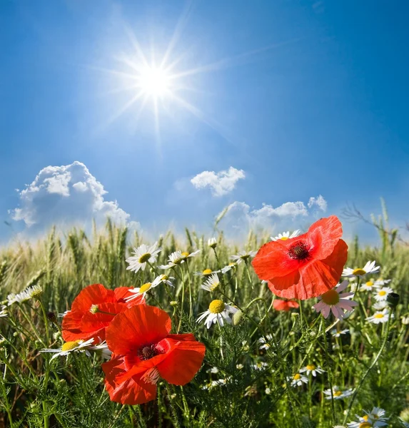 Red poppy field under a sun — Stock Photo, Image
