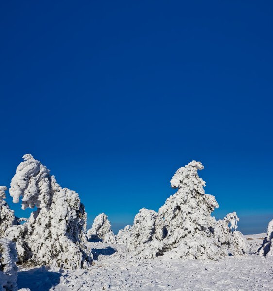 Snowbound pine forest