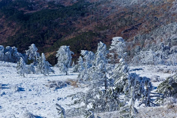 산 사면에 겨울 숲 — 스톡 사진