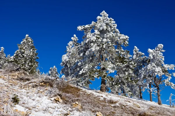 Invierno bosque de pino —  Fotos de Stock