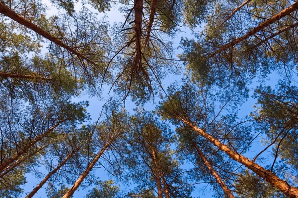 Pine bomen achtergrond — Stockfoto