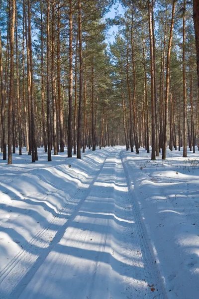 Snowbound vej i en vinterskov - Stock-foto