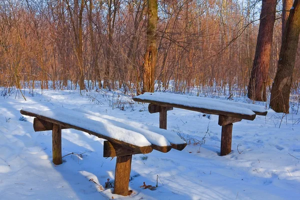 Две скамейки в зимнем лесу — стоковое фото