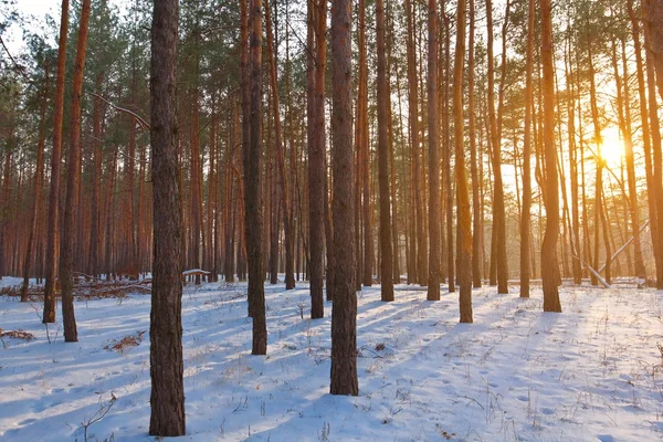 Tarde bosque de invierno — Foto de Stock