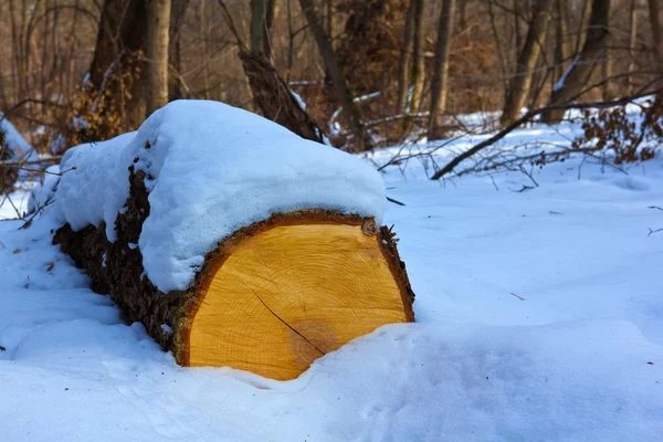 Snowbound log in a forest — Stock Photo, Image