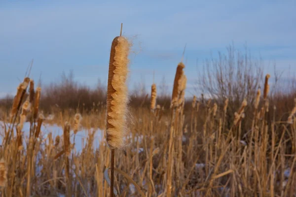 Reed em um lago de inverno — Fotografia de Stock