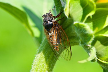 Big cicada sitting on a flower clipart