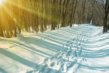 Winter forest in a snow clipart