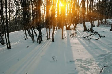akşam bir kış orman