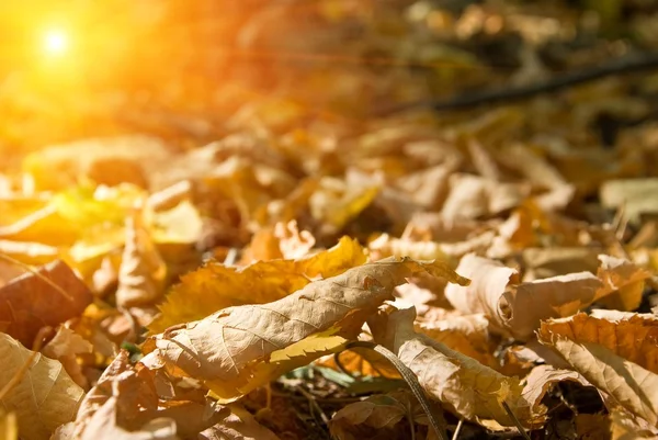 Hojas de otoño de primer plano —  Fotos de Stock